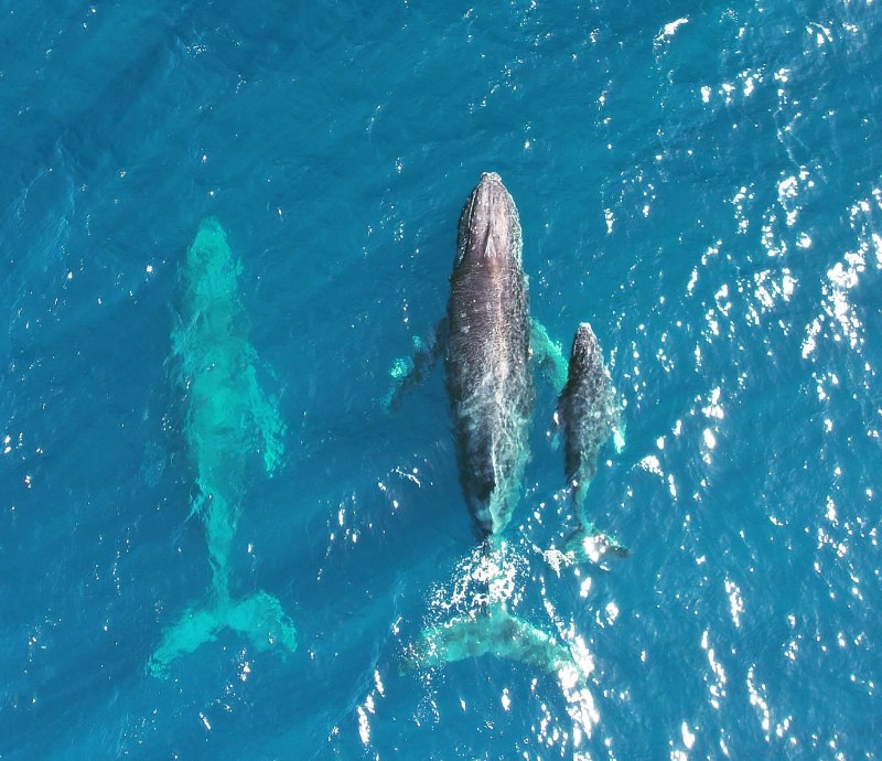 ドローンで上空から撮影したクジラの群れ